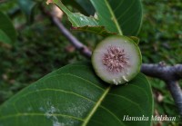 Ficus callosa Willd.